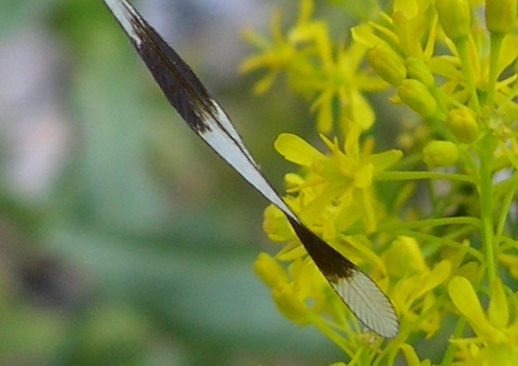 Nemoptera sinuata